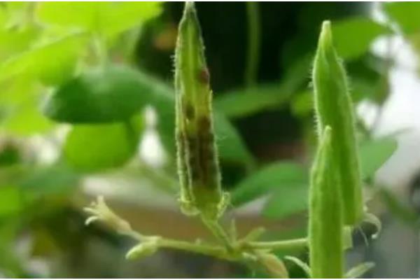 植物是靠什么传播种子,可以流水、弹射传播等