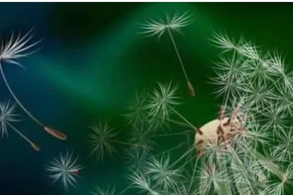 植物是靠什么传播种子,可以流水、弹射传播等