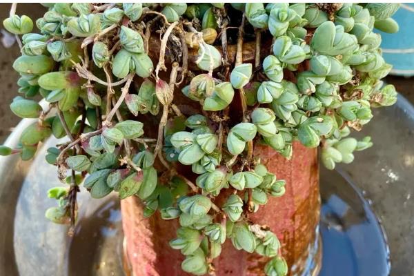 碧玉莲叶子瘪了怎么处理，可立刻为其更换新的盆土