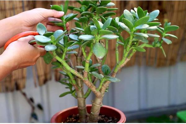 碧玉莲叶子瘪了怎么处理，可立刻为其更换新的盆土