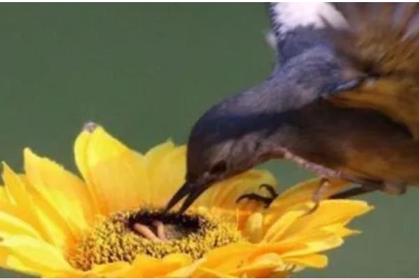 植物是靠什么传播种子,可以流水、弹射传播等