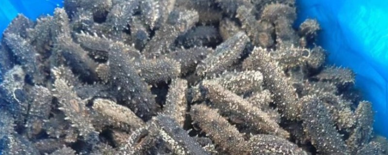 海参怎么去腥，可采取焯水、用白酒浸泡等方式