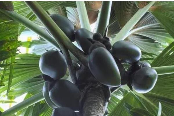 植物是靠什么传播种子,可以流水、弹射传播等