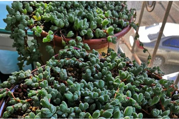 碧玉莲叶子瘪了怎么处理，可立刻为其更换新的盆土