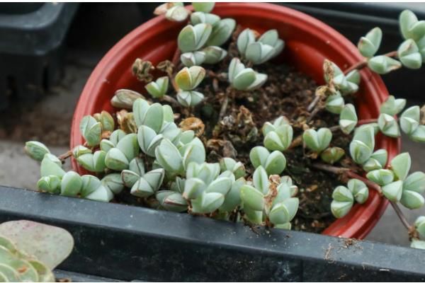 碧玉莲叶子瘪了怎么处理，可立刻为其更换新的盆土