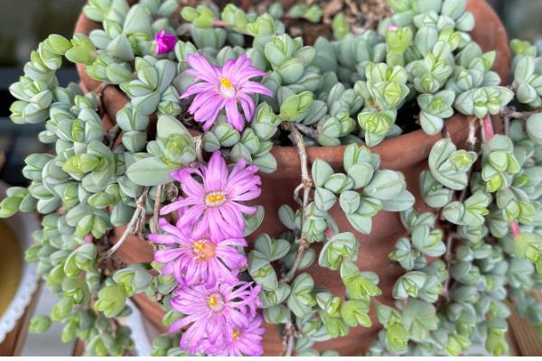 碧玉莲叶子瘪了怎么处理，可立刻为其更换新的盆土