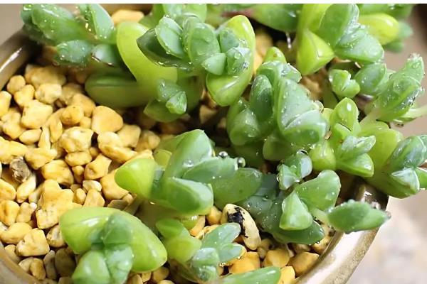 碧玉莲叶子瘪了怎么处理，可立刻为其更换新的盆土