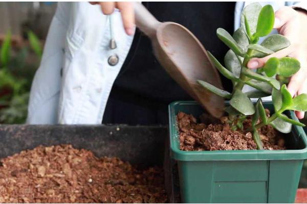 碧玉莲叶子瘪了怎么处理，可立刻为其更换新的盆土