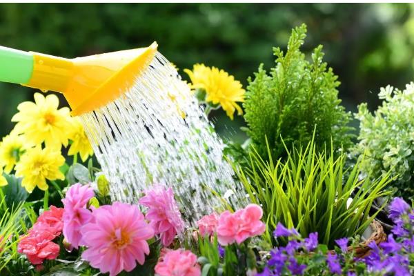 美丽日中花的浇水方法,春秋季节每隔3-5天浇一次