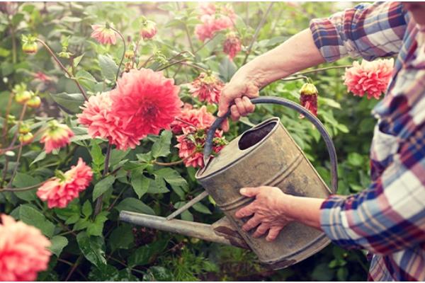 美丽日中花的浇水方法,春秋季节每隔3-5天浇一次