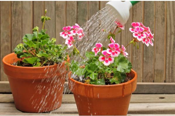 美丽日中花的浇水方法,春秋季节每隔3-5天浇一次