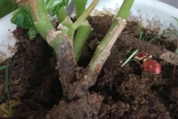 丽格海棠烂茎如何处理，轻微腐烂时可以喷施杀菌剂