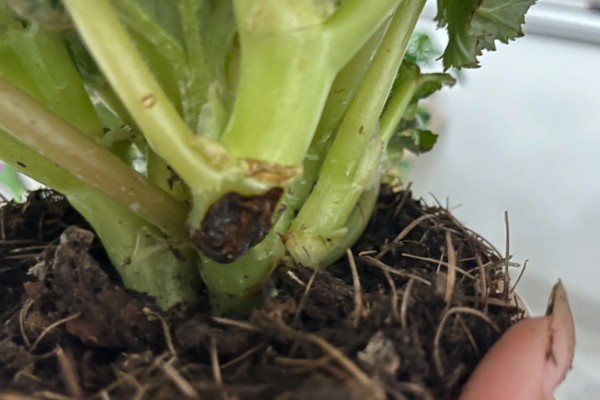 丽格海棠烂茎如何处理，轻微腐烂时可以喷施杀菌剂