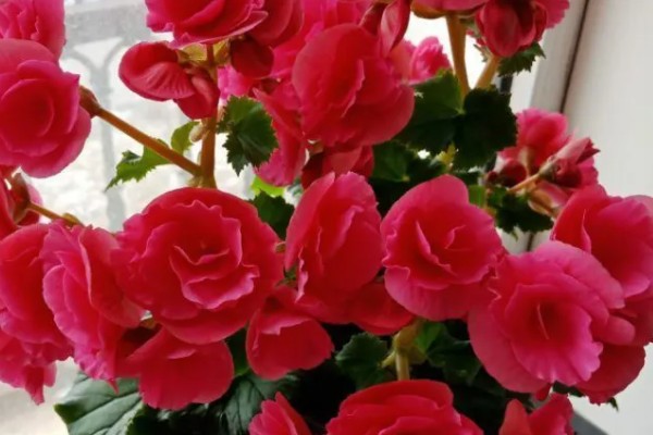 丽格海棠烂茎如何处理，轻微腐烂时可以喷施杀菌剂