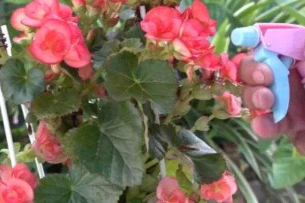 丽格海棠烂茎如何处理，轻微腐烂时可以喷施杀菌剂