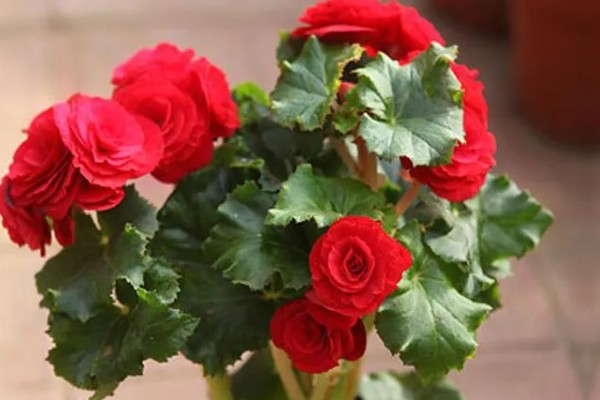 丽格海棠烂茎如何处理，轻微腐烂时可以喷施杀菌剂