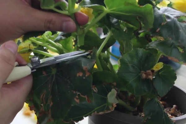 丽格海棠烂茎如何处理，轻微腐烂时可以喷施杀菌剂