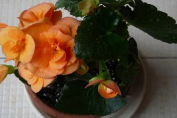 丽格海棠烂茎如何处理，轻微腐烂时可以喷施杀菌剂