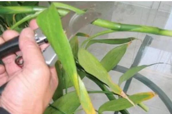 富贵竹的繁殖方法，以扦插为主