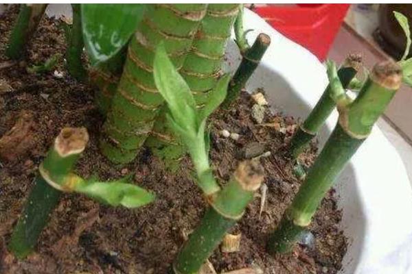 富贵竹的繁殖方法，以扦插为主