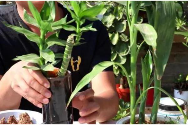 富贵竹的繁殖方法，以扦插为主