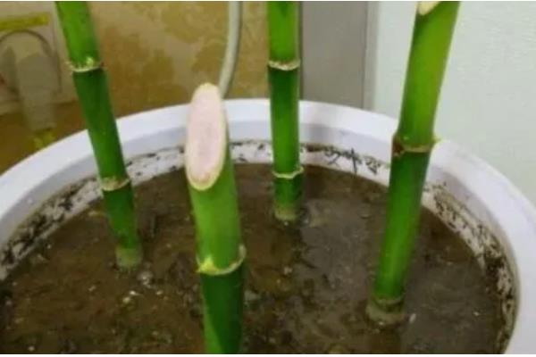 富贵竹的繁殖方法，以扦插为主