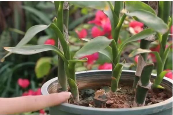 富贵竹的繁殖方法，以扦插为主