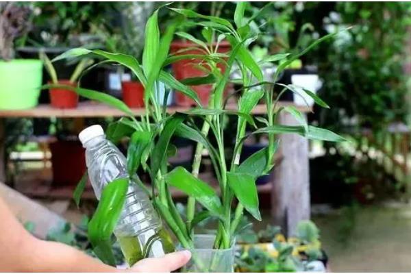 富贵竹的繁殖方法，以扦插为主