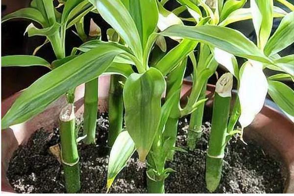 富贵竹的繁殖方法，以扦插为主