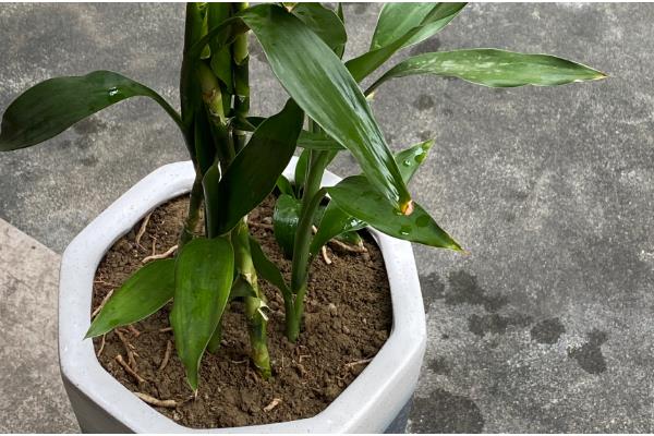 富贵竹的繁殖方法，以扦插为主