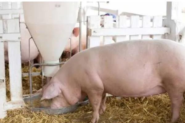 后备母猪配不上种怎么处理，要及时补充营养