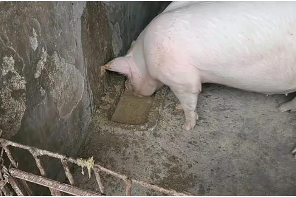 后备母猪配不上种怎么处理，要及时补充营养