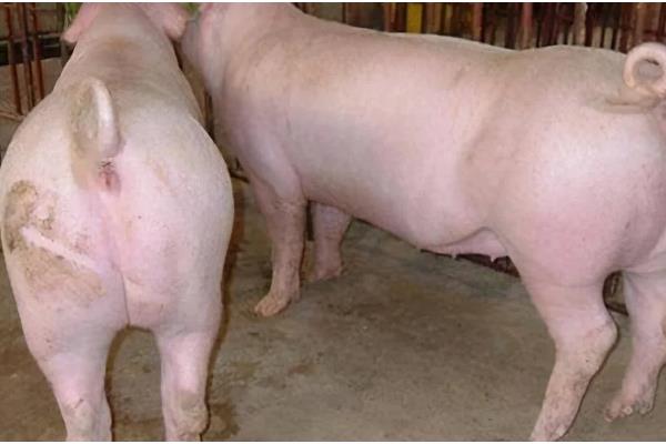 后备母猪配不上种怎么处理，要及时补充营养