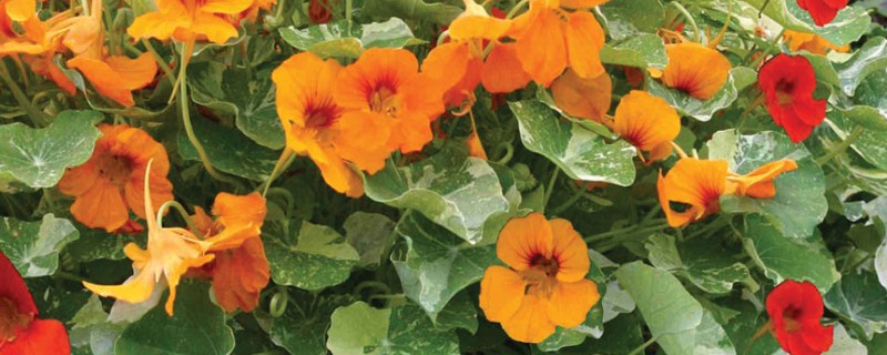 旱莲花的养殖方法，生长季节每隔1-2天浇一次水