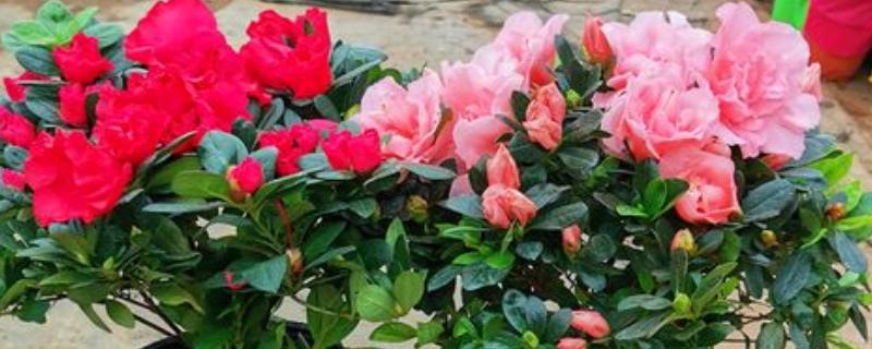 杜鹃花为何会焦叶，缺少养分、光照不适都是常见原因