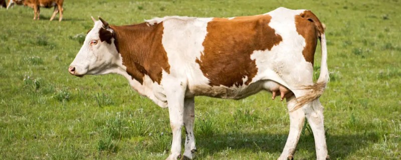 繁殖母牛弓腰的原因，可能是首次配种无法适应