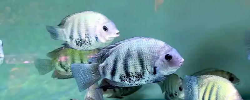 钻石菠萝鱼好不好养，养殖难度很高