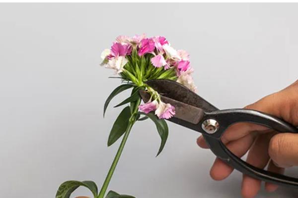 永生花的制做方法，按以下步骤进行