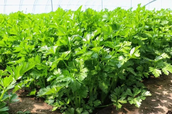 春季大棚芹菜怎么种植，播种前用清水浸泡24小时