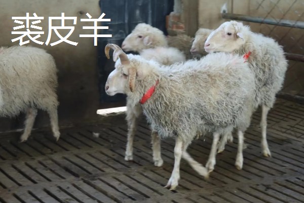 哪些羊很常见,包括绵羊、山羊、湖羊