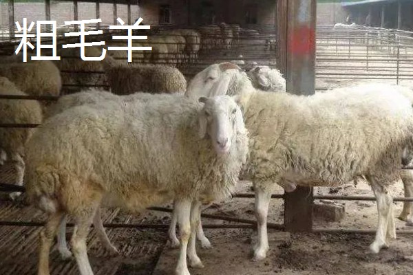 哪些羊很常见,包括绵羊、山羊、湖羊