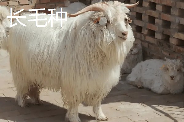 哪些羊很常见,包括绵羊、山羊、湖羊