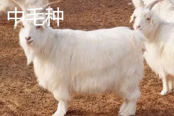 哪些羊很常见,包括绵羊、山羊、湖羊