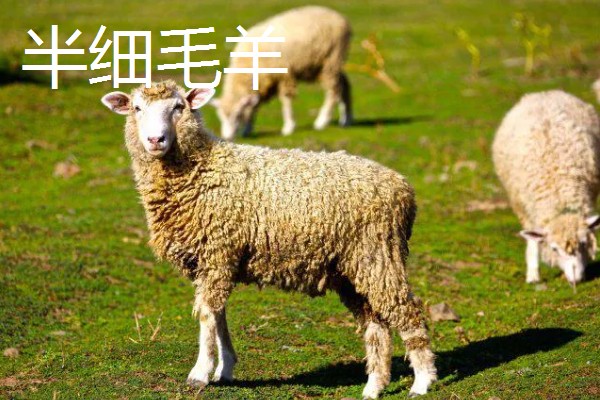 哪些羊很常见,包括绵羊、山羊、湖羊