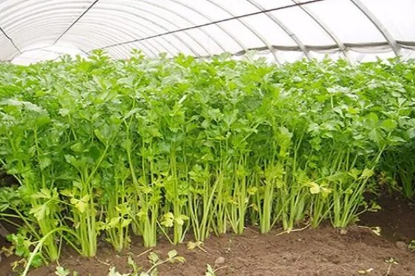 春季大棚芹菜怎么种植，播种前用清水浸泡24小时