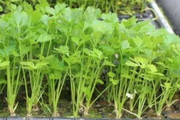 春季大棚芹菜怎么种植，播种前用清水浸泡24小时