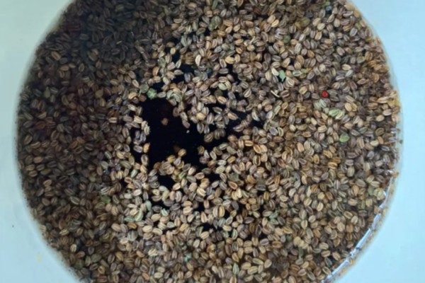 春季大棚芹菜怎么种植，播种前用清水浸泡24小时