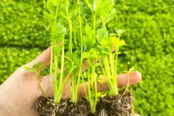 春季大棚芹菜怎么种植，播种前用清水浸泡24小时