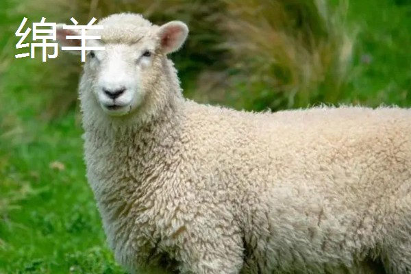 哪些羊很常见,包括绵羊、山羊、湖羊
