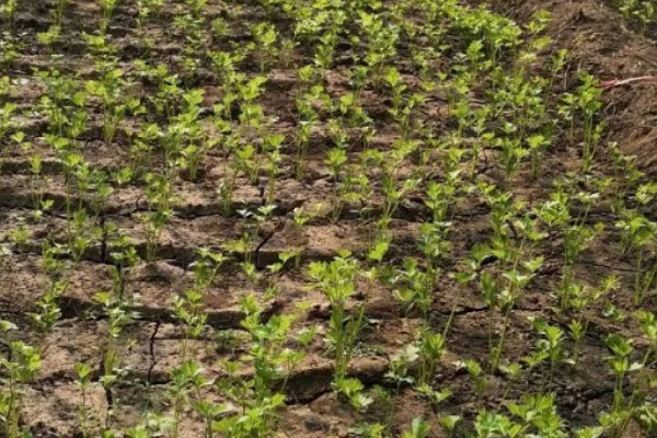 春季大棚芹菜怎么种植，播种前用清水浸泡24小时